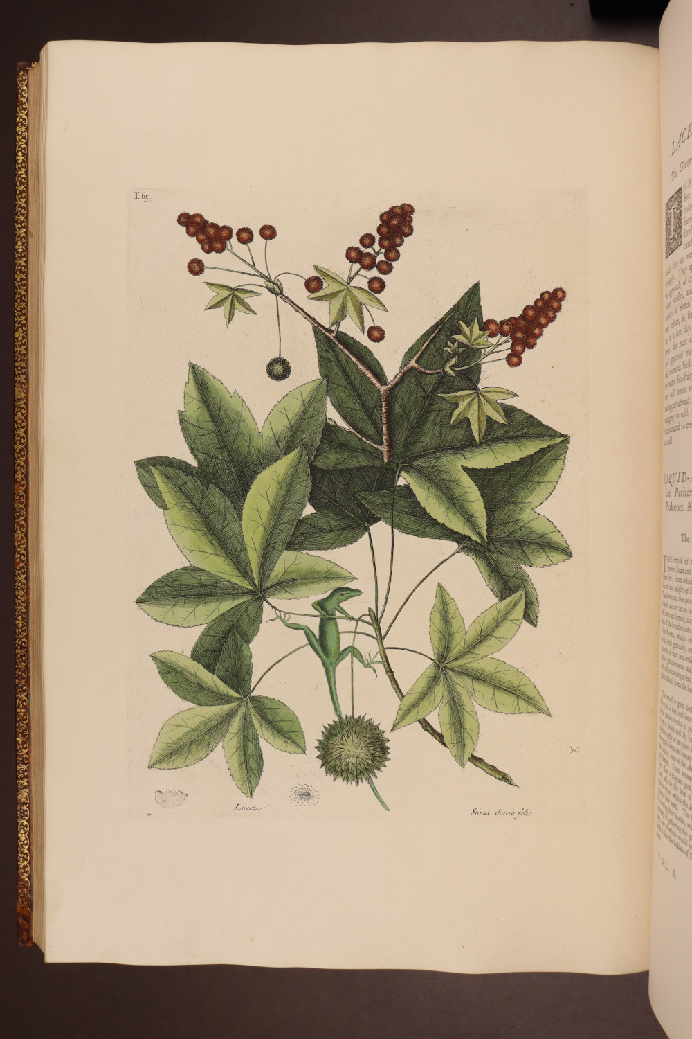 Plate 65